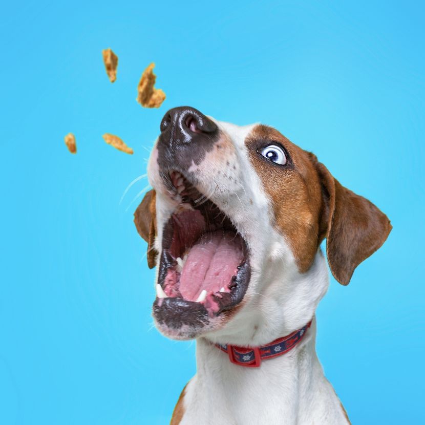Alimentação para Cães